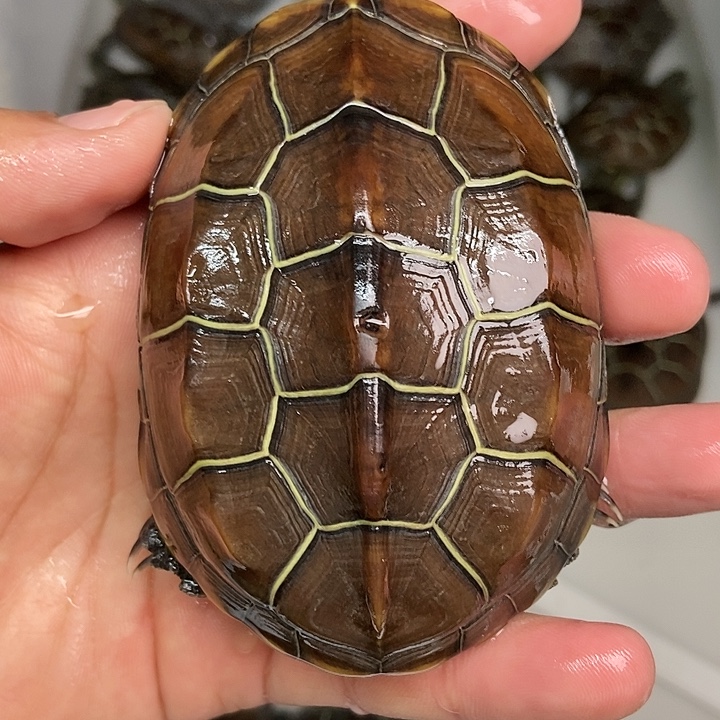 中华草龟不分公母