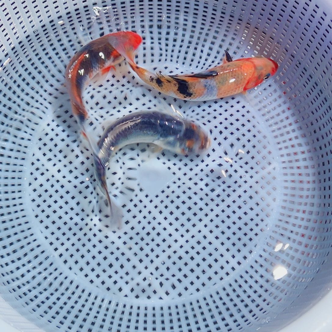 锦鲤锦鲤观赏鱼1111