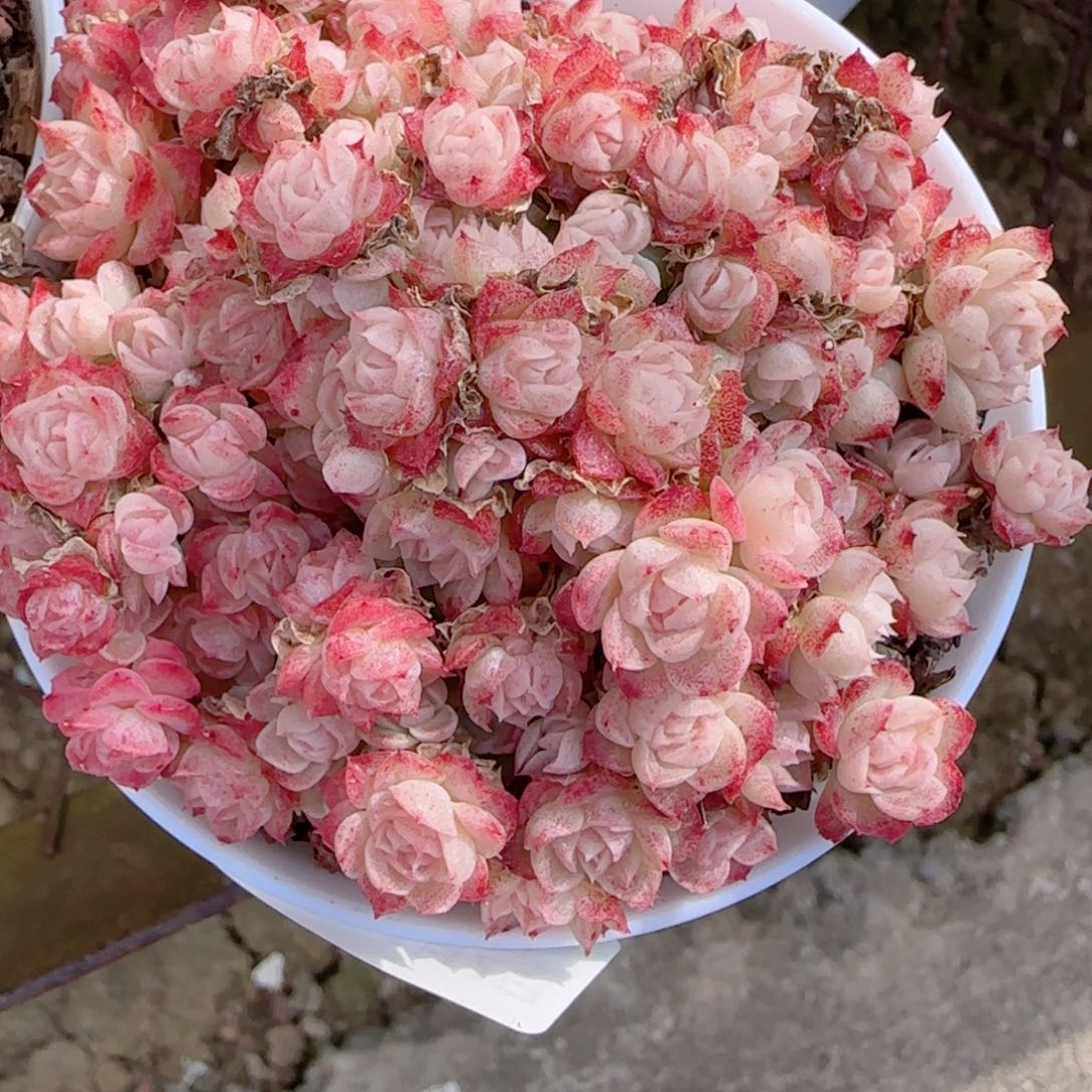 野***人花语多肉0102-183散