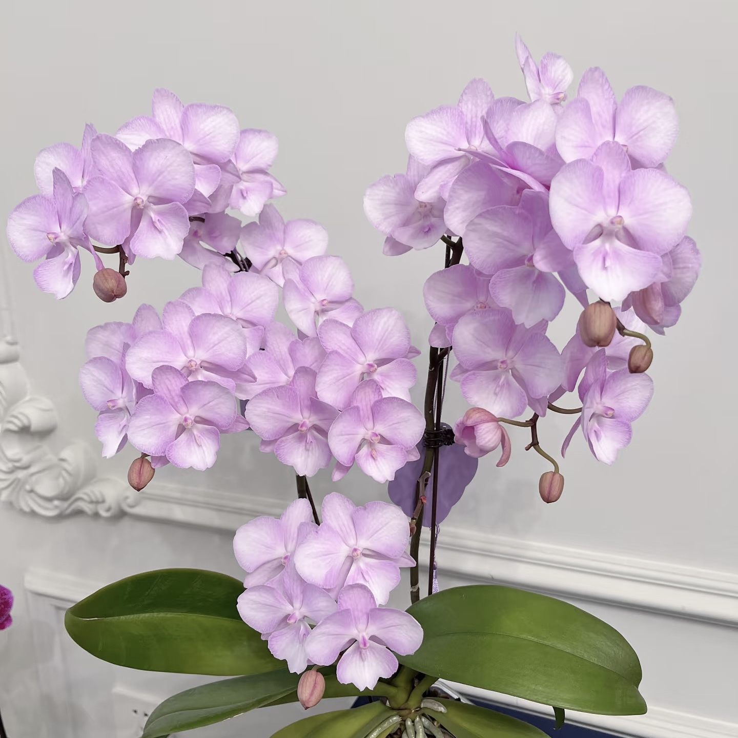 植趣花卉【神仙姐姐】3.0加高双剑花苞株 断侧枝不售后