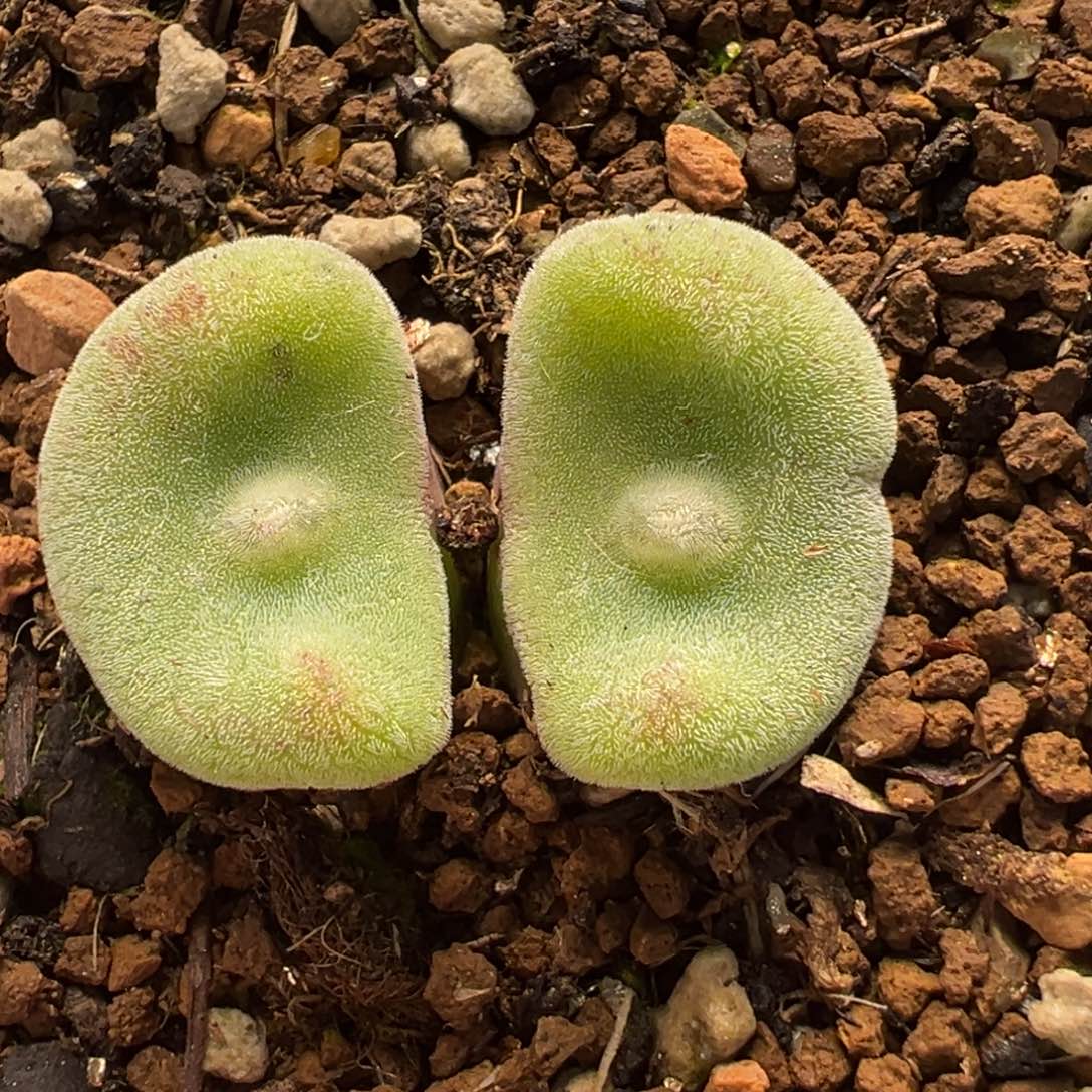 41多肉植物百科毛饼