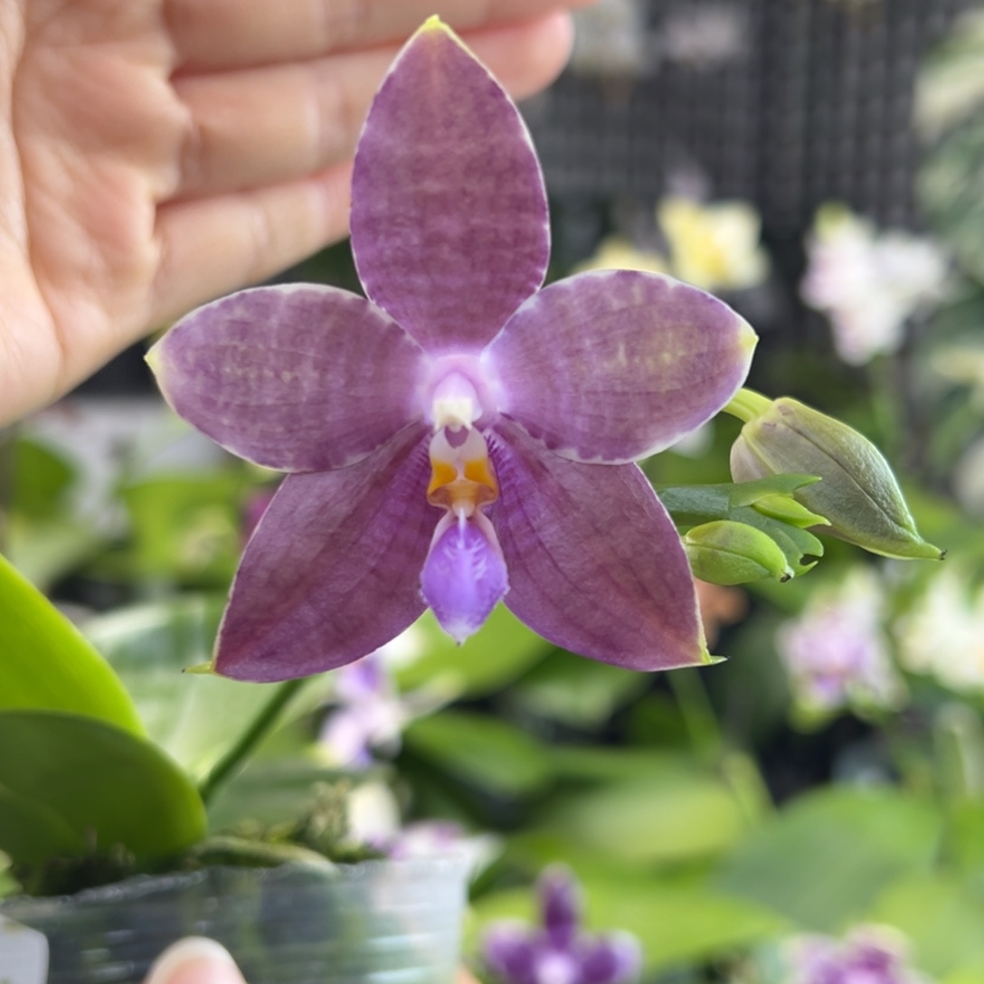 完全开放9号，128米漏