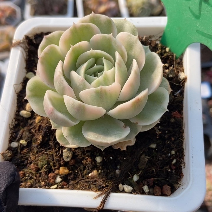 2053昂锦多肉植物保护