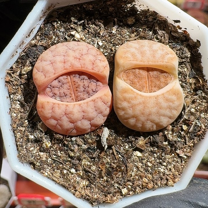 生石花12554。 372