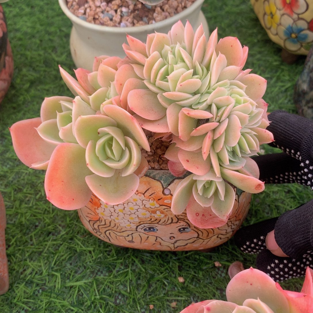 了*李星纳塔缀12 公分一物一拍