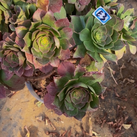 万圣节多肉植物3多肉