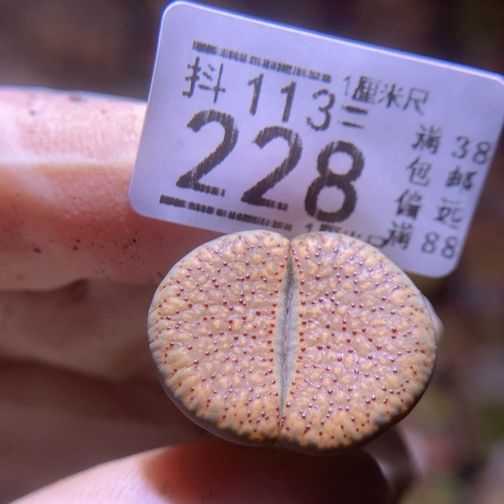 精品生石花113.228