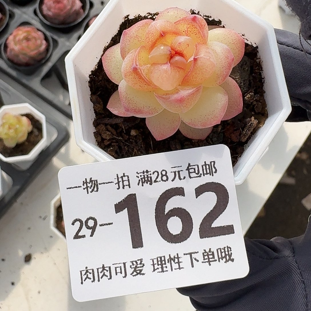 恶魔之泪无盆土发货