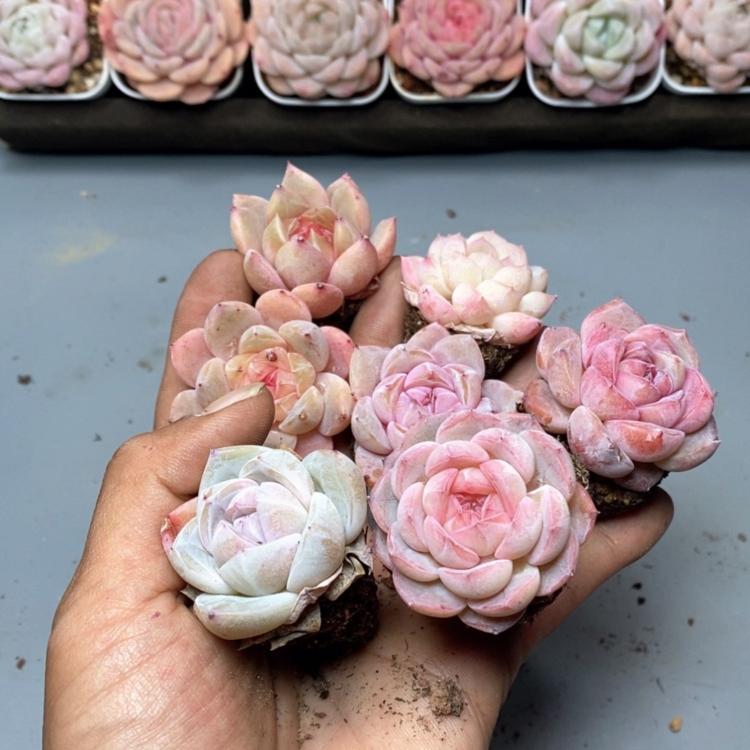 ?****草莓定向恭喜发财