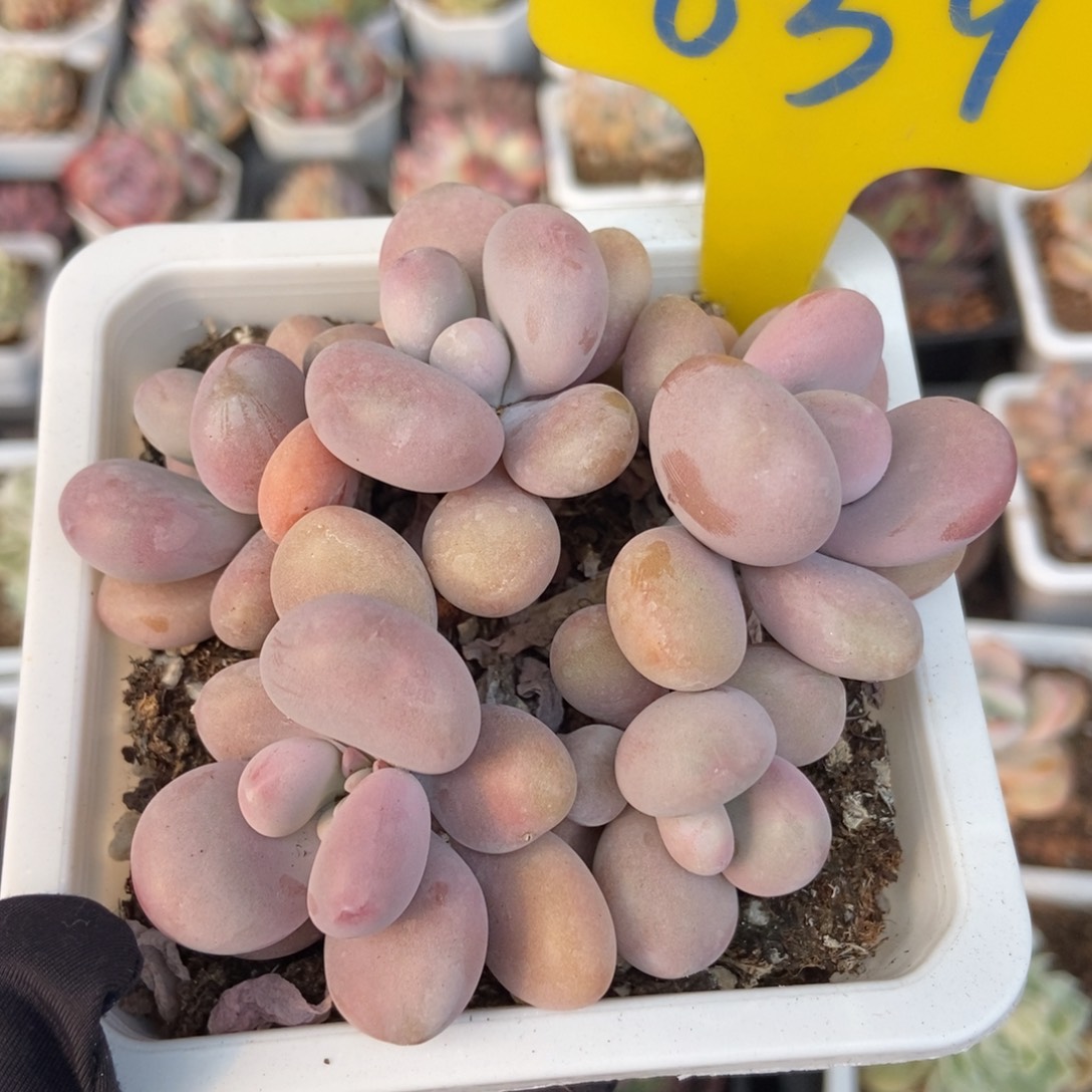 639桃蛋多肉植物保护