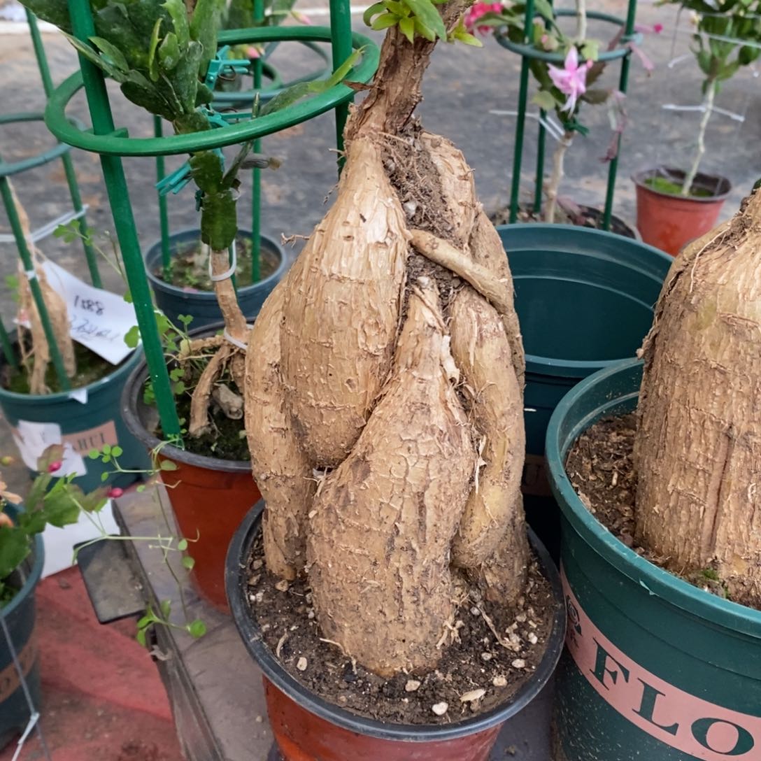 月***影完全开放福利款单层