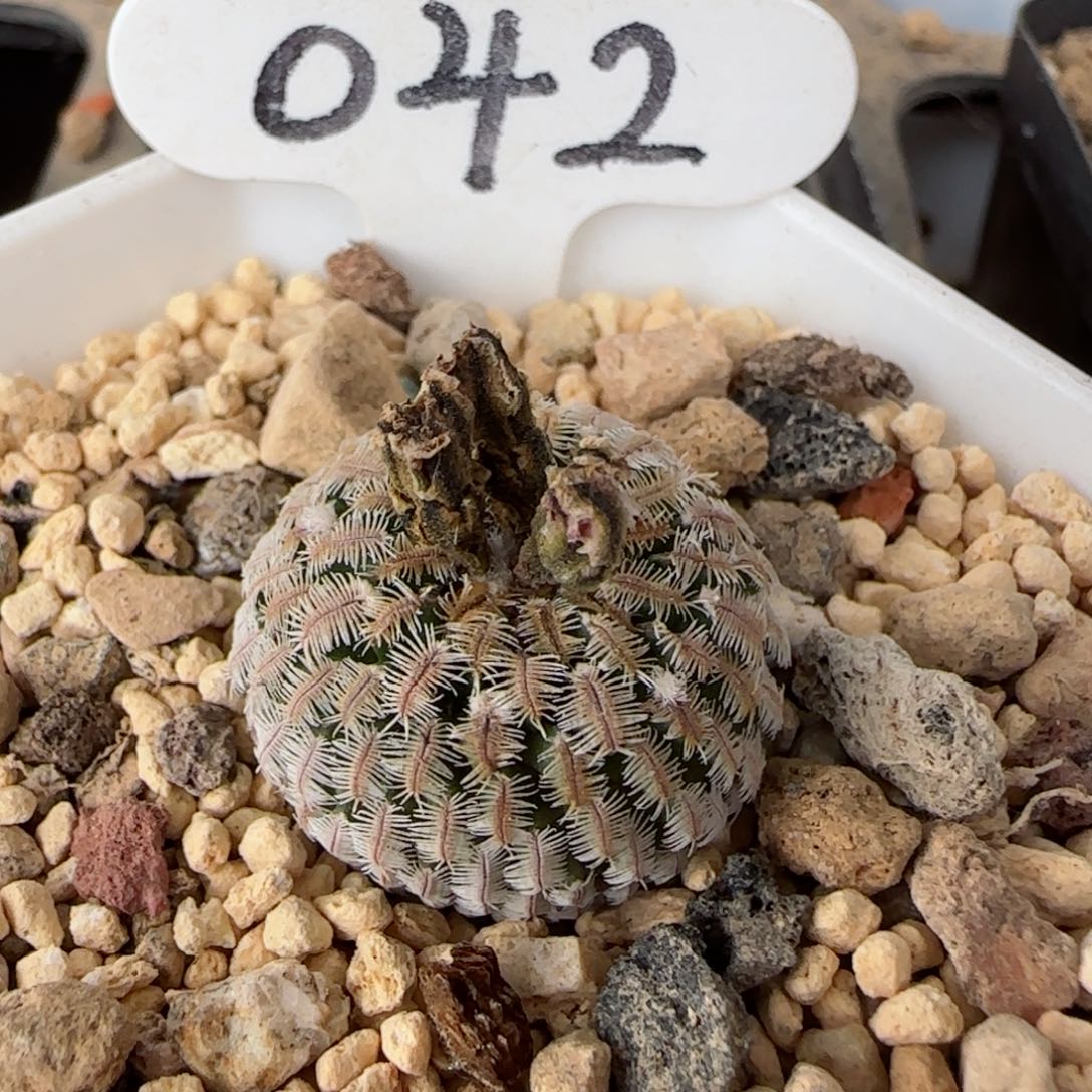 42实生精巧殿多肉