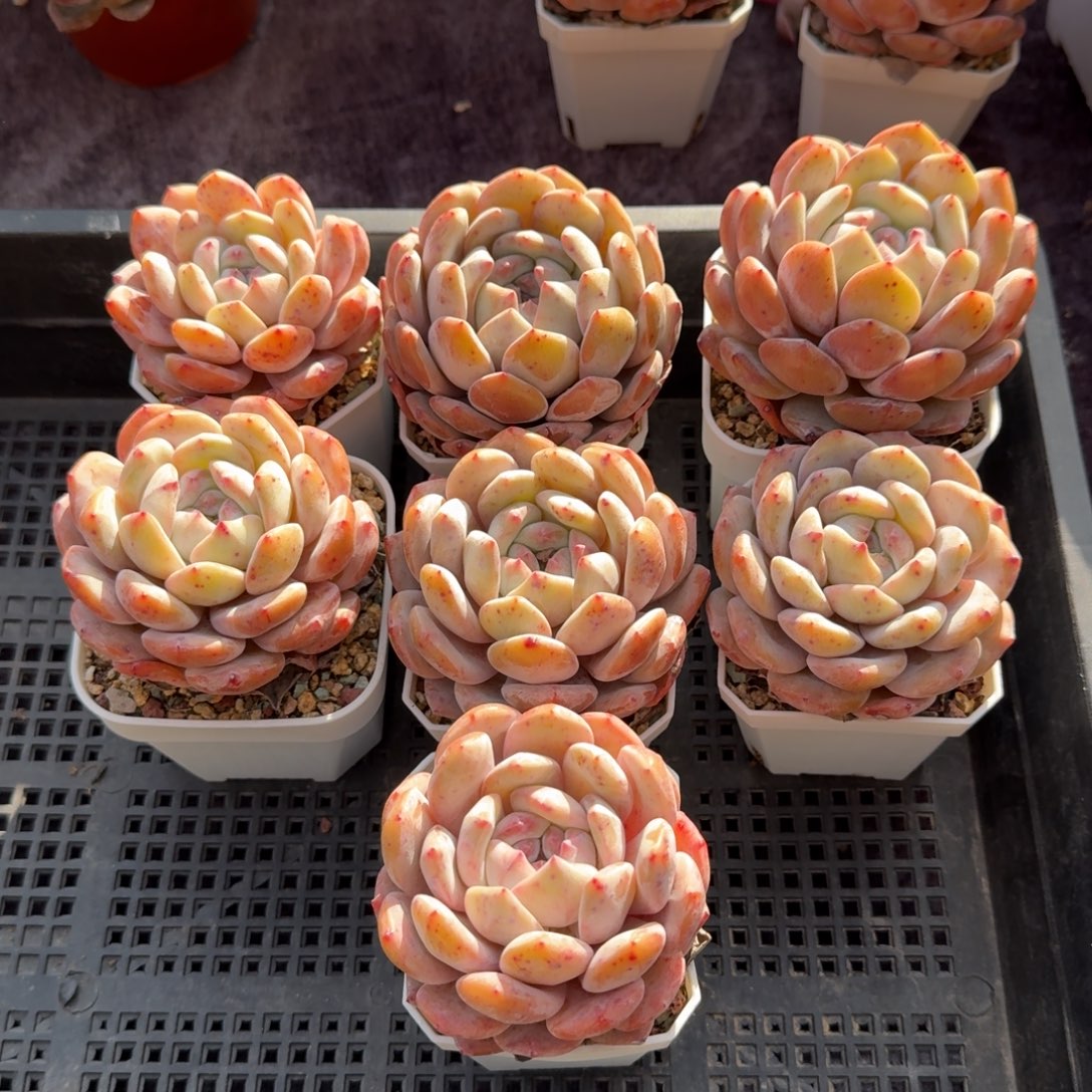 ****C一组7颗，专拍链接。