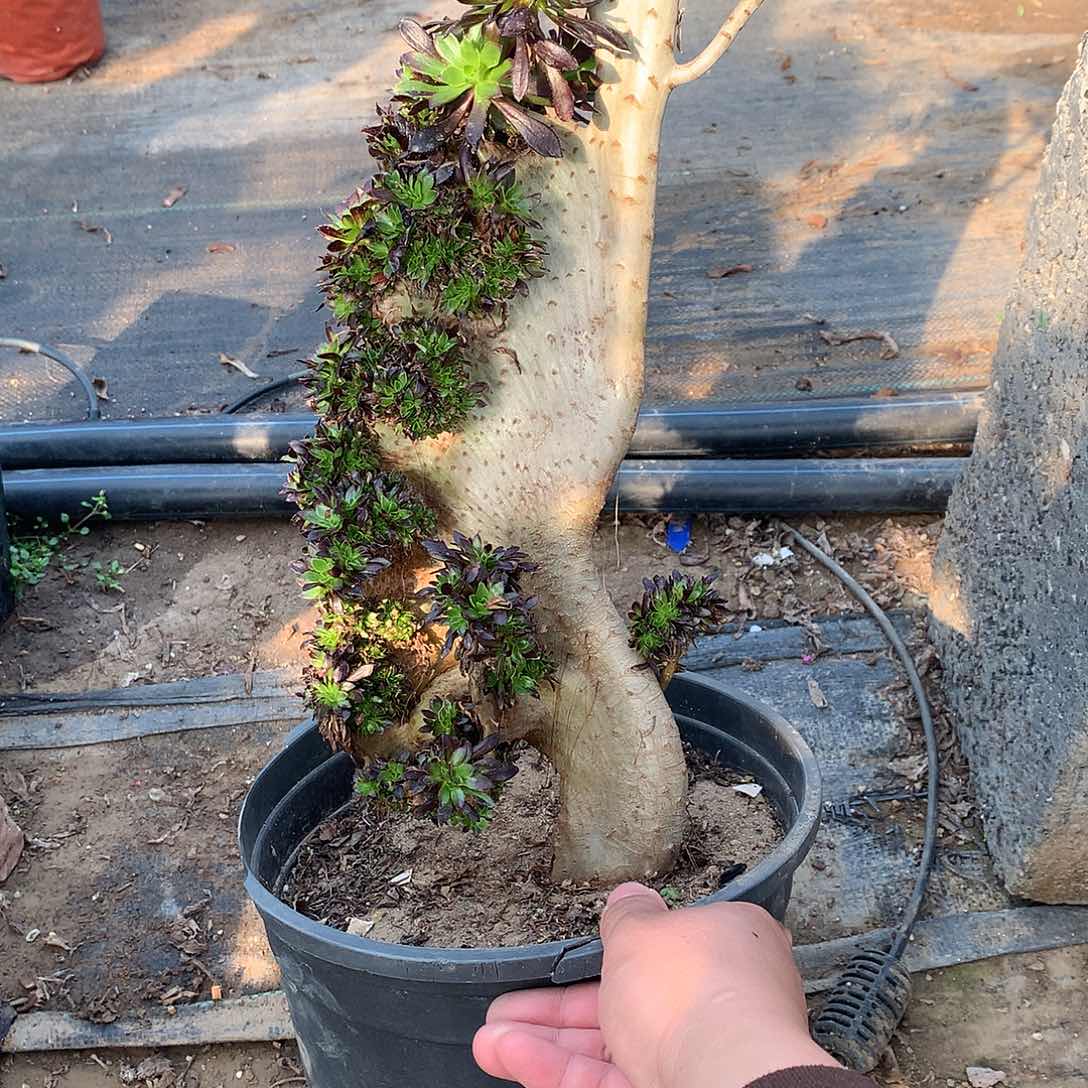 黑法师哦缀化缀化微瑕