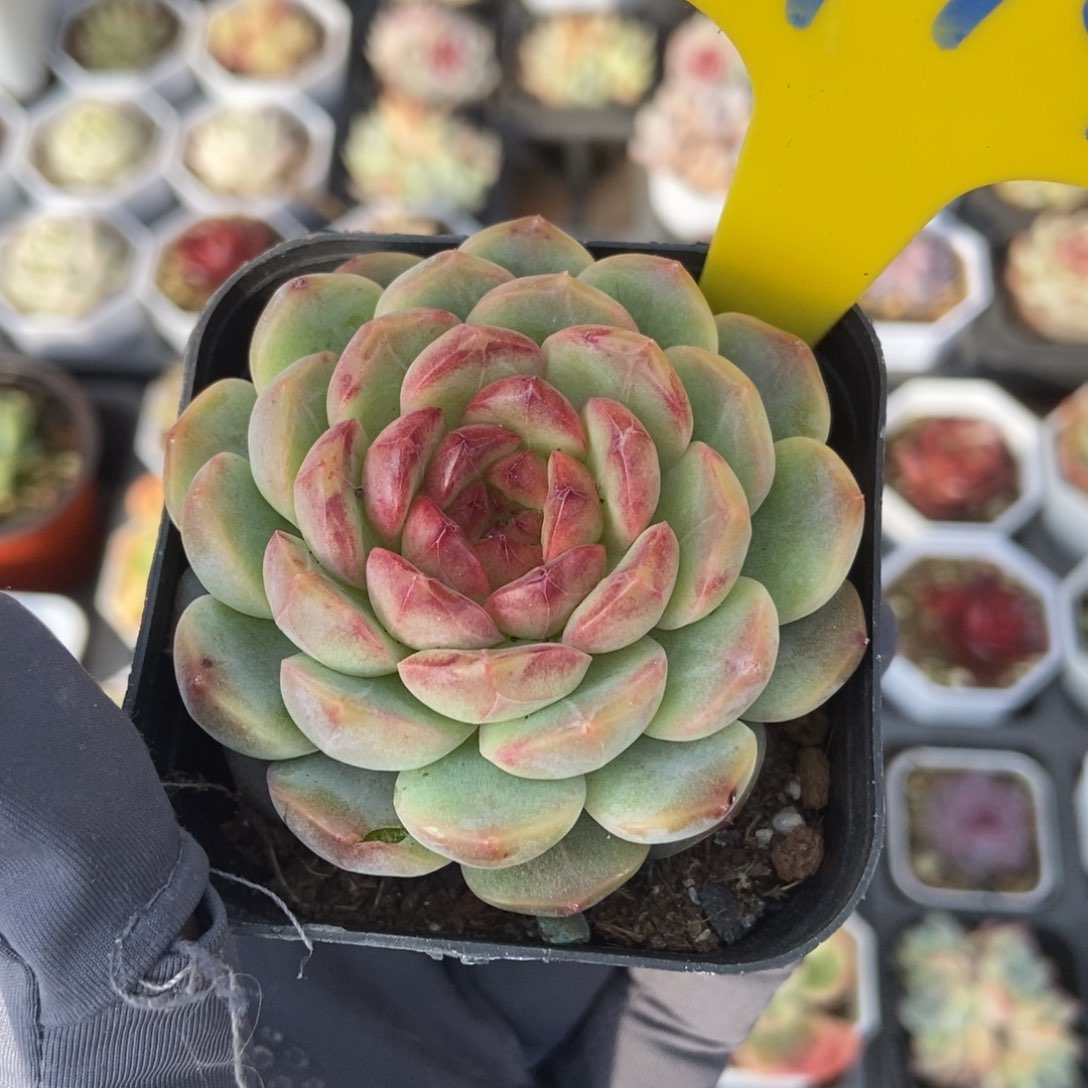 714糖果珍妮多肉