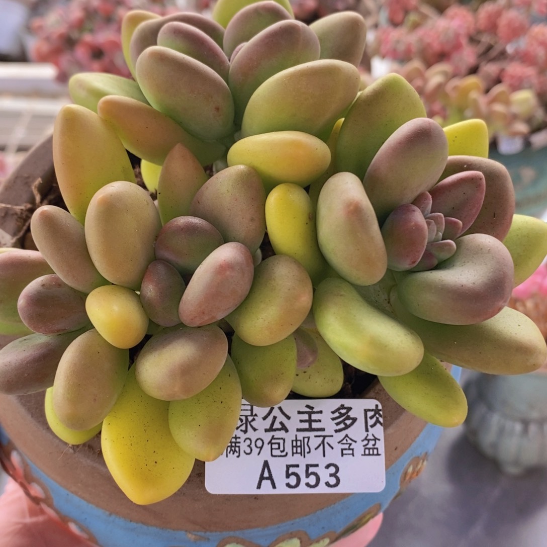 芒果奶12cm553多肉植物 