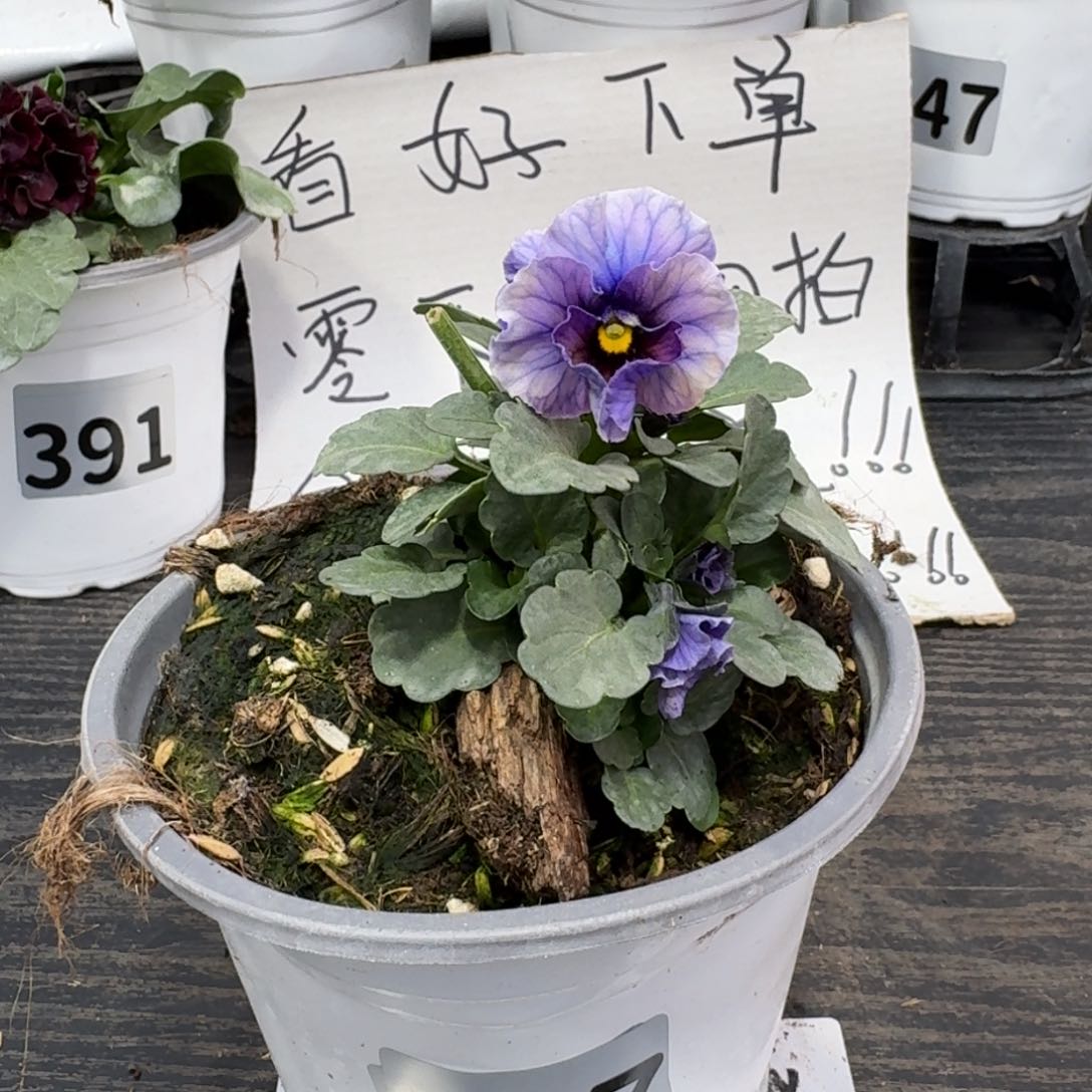 全部花朵697号江源