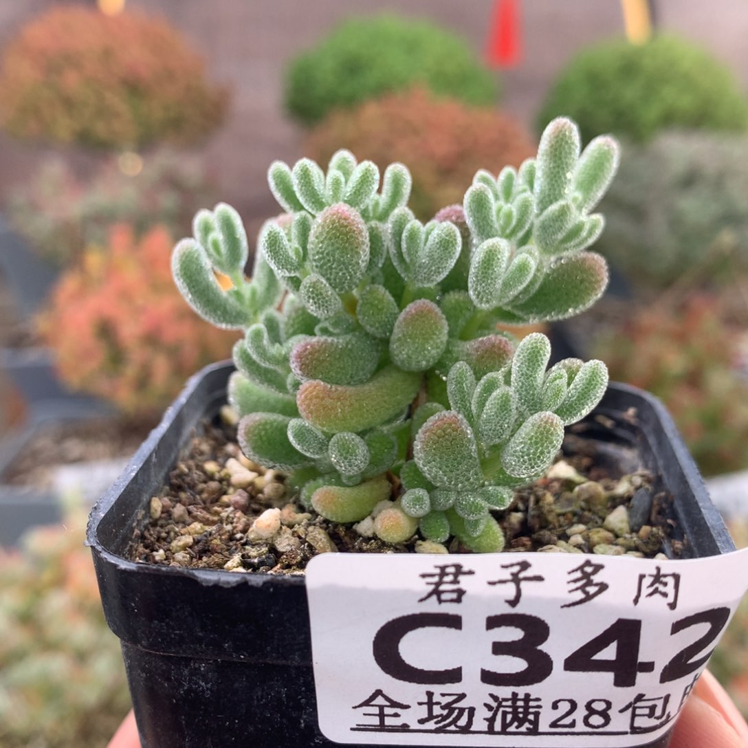 c342冰晶枝干番杏