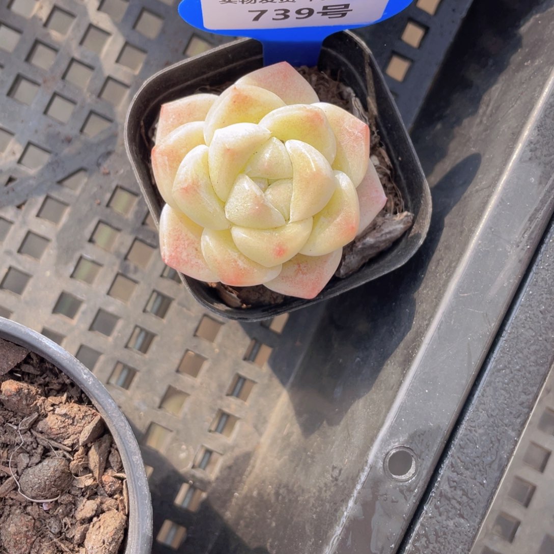 739号奶油珍妮翠玉单头一个