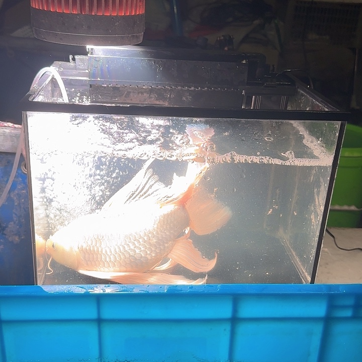 海水鱼蝴蝶鲤100包邮