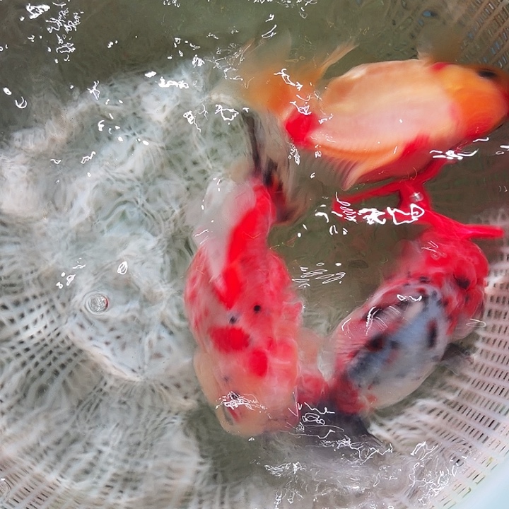 金鱼1号尺寸8-11区间