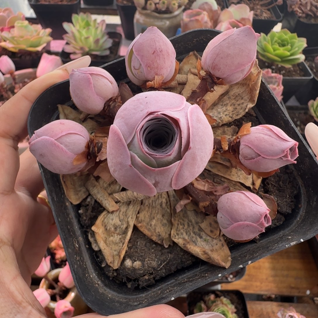 L441半城玫瑰不含盆土