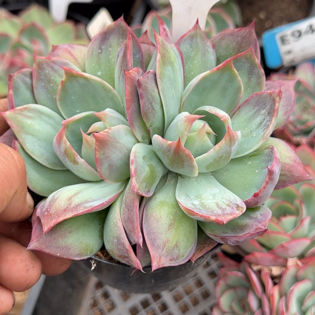 何***哈惊鸿一物一拍包装收缩花旱672