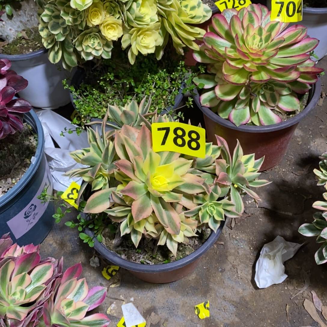 枫叶多肉法师788