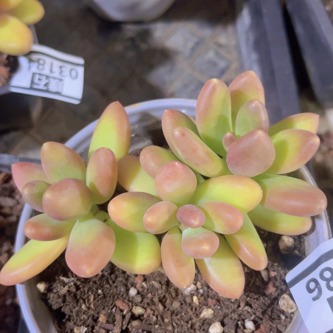 芒果奶03186多肉植物