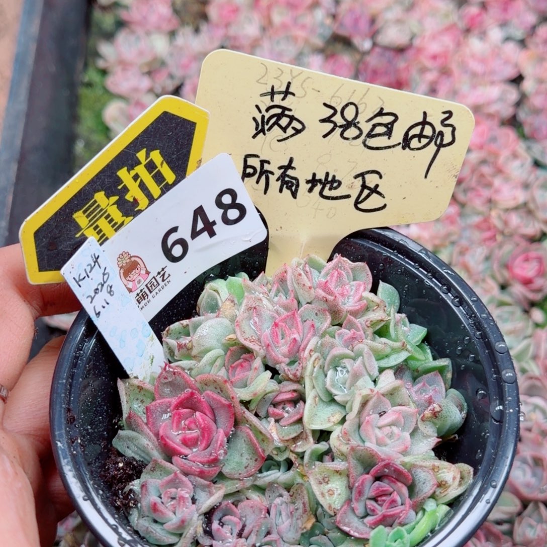 多肉植物多肉植物