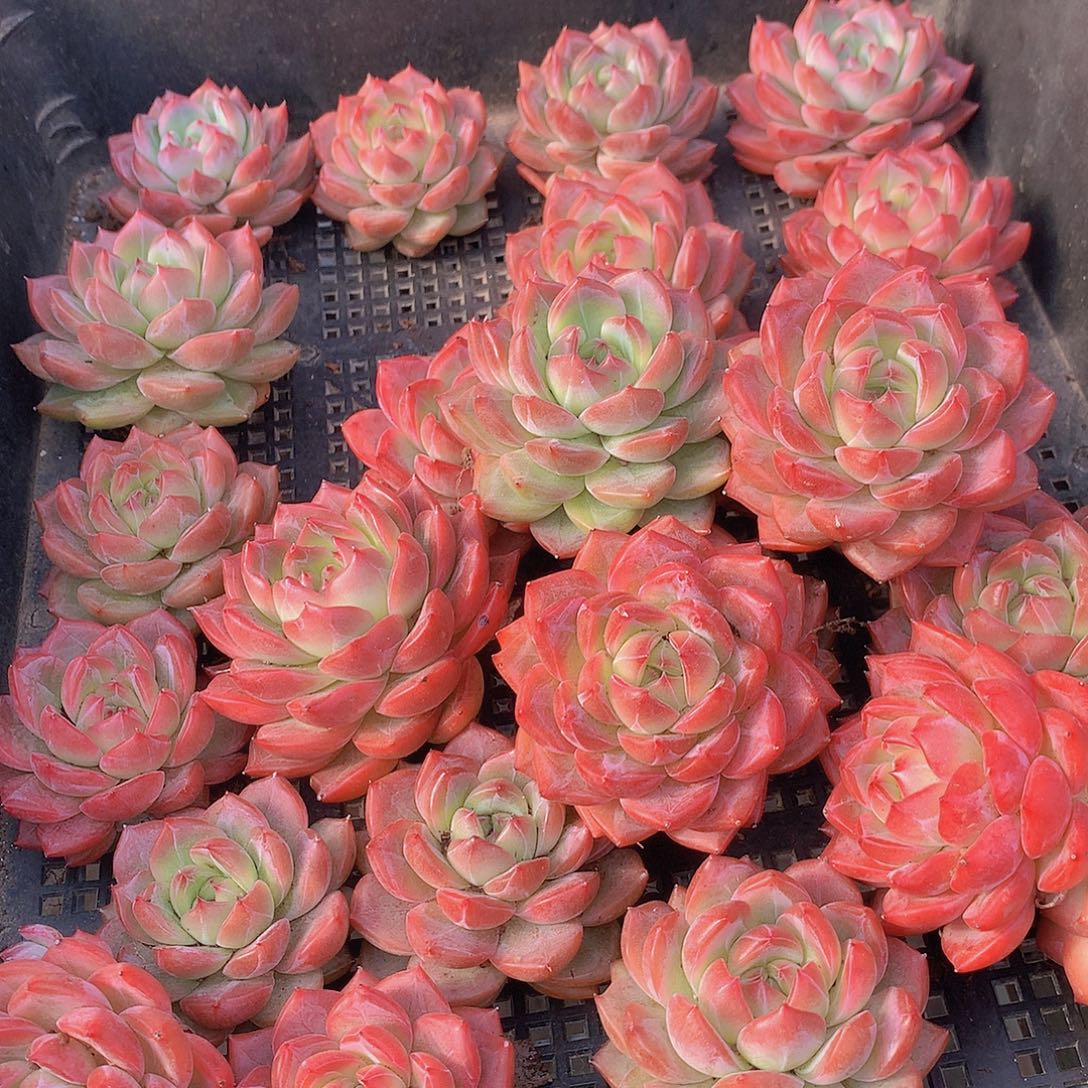 小号红鸾4567889999000