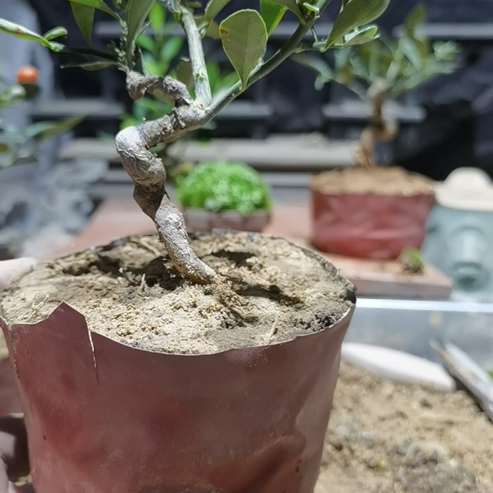 广***信完全开放金豆小橘子绿植