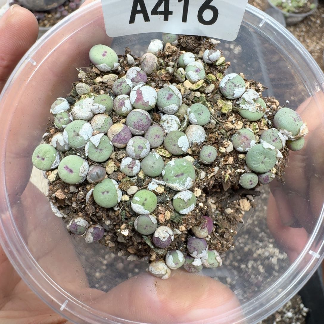 A416。小红嘴一大盒