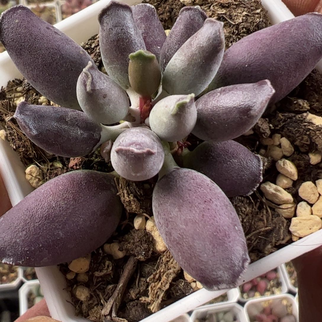 艺伎海豹多肉植物水泡