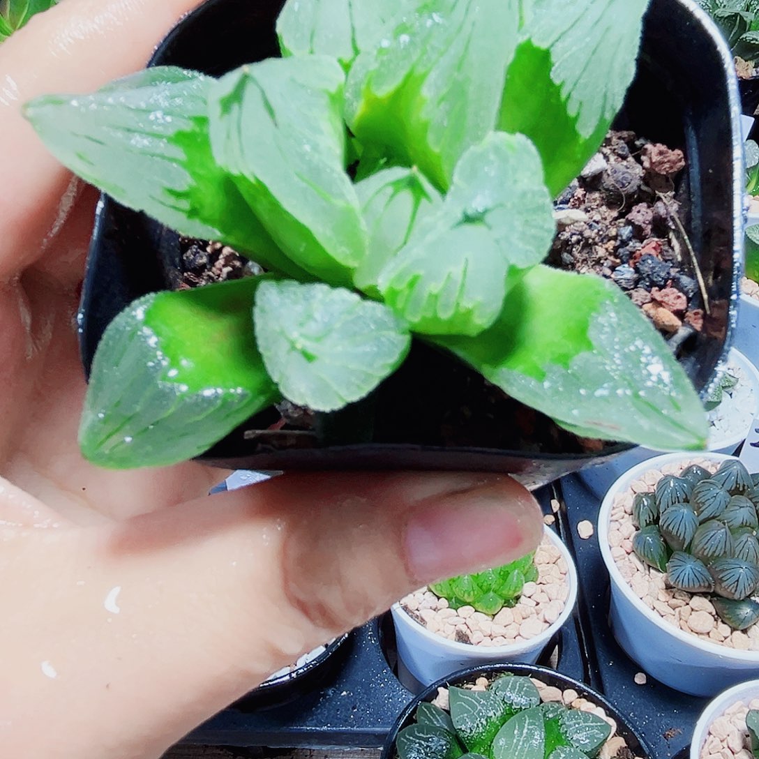 冰城寿新手好养多肉植物