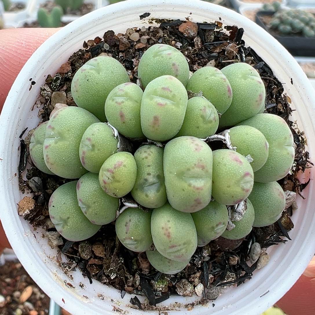 27头口笛 多肉肉锥