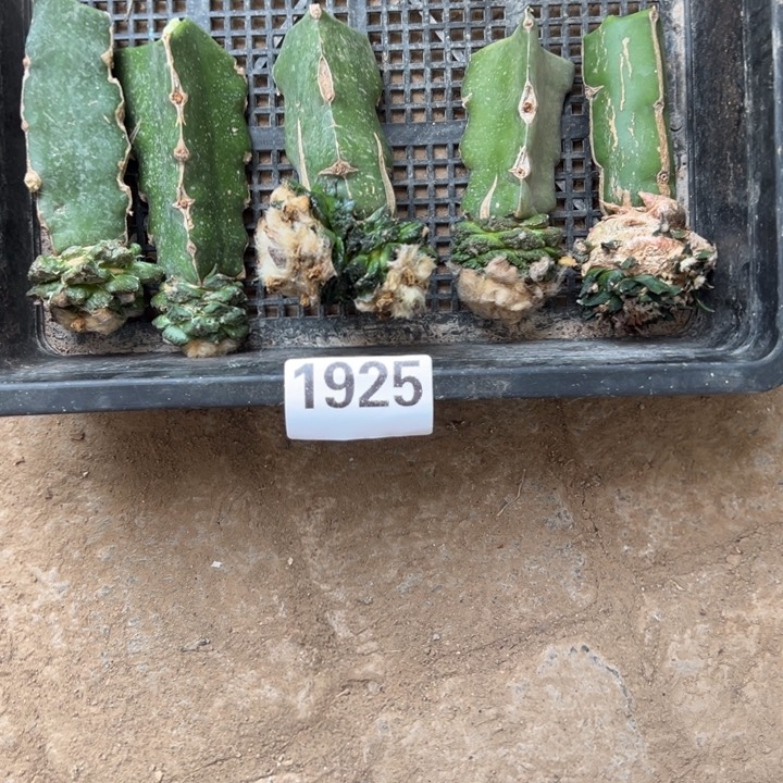 苗接龟甲辛顿龙舌仙人球1925号