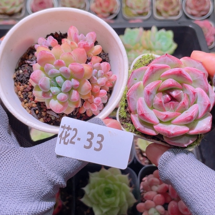 花利美 2-33多肉2颗