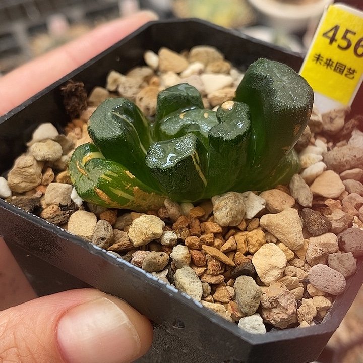 456大明湖万象锦一物