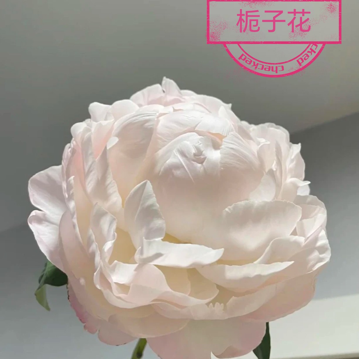 栀子芍药进口观赏芍药花苗带根块多年生正宗重瓣芍药花