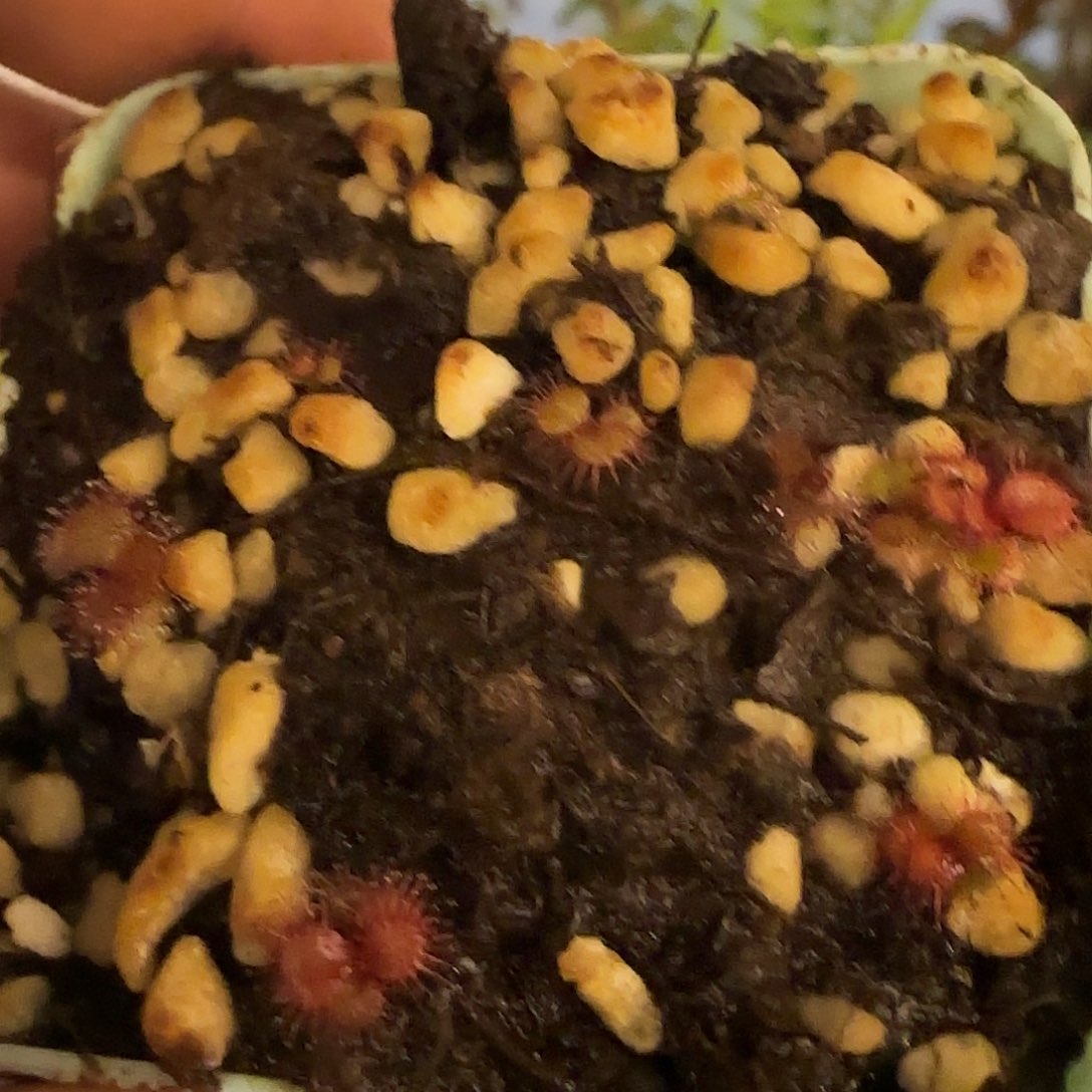 无花朵专拍球根茅