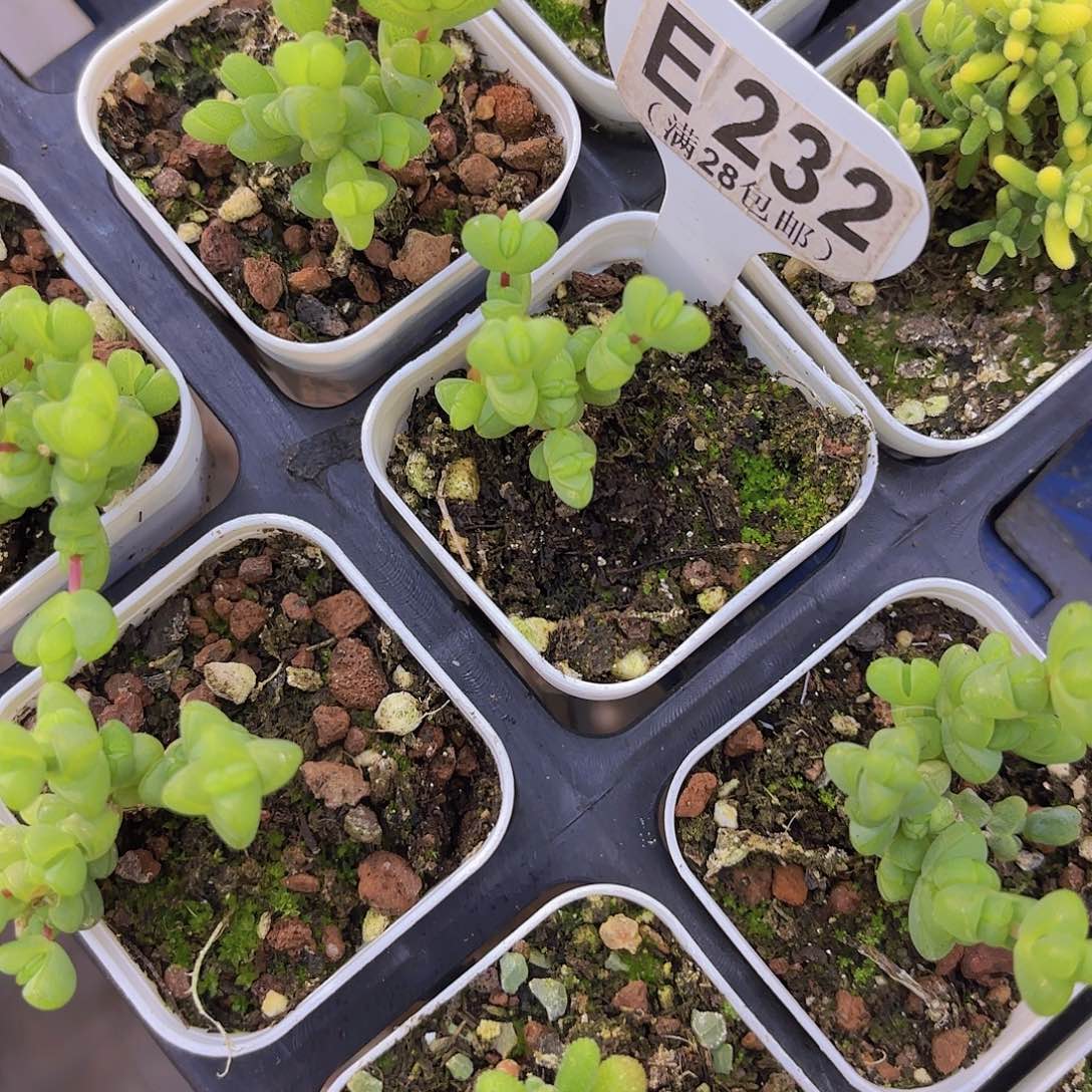 E232元宝一物一拍