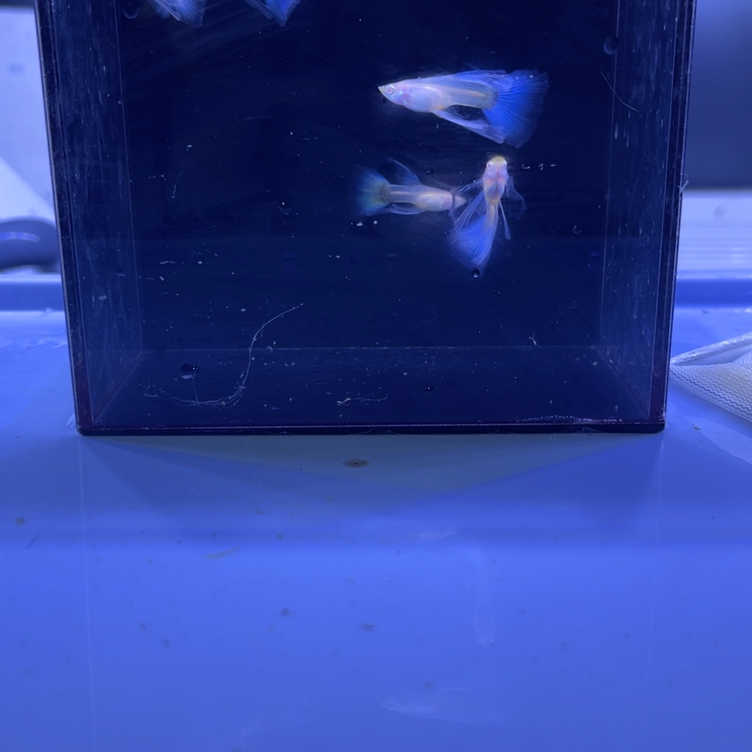 孔雀鱼天空蓝公6条开箱视频报损