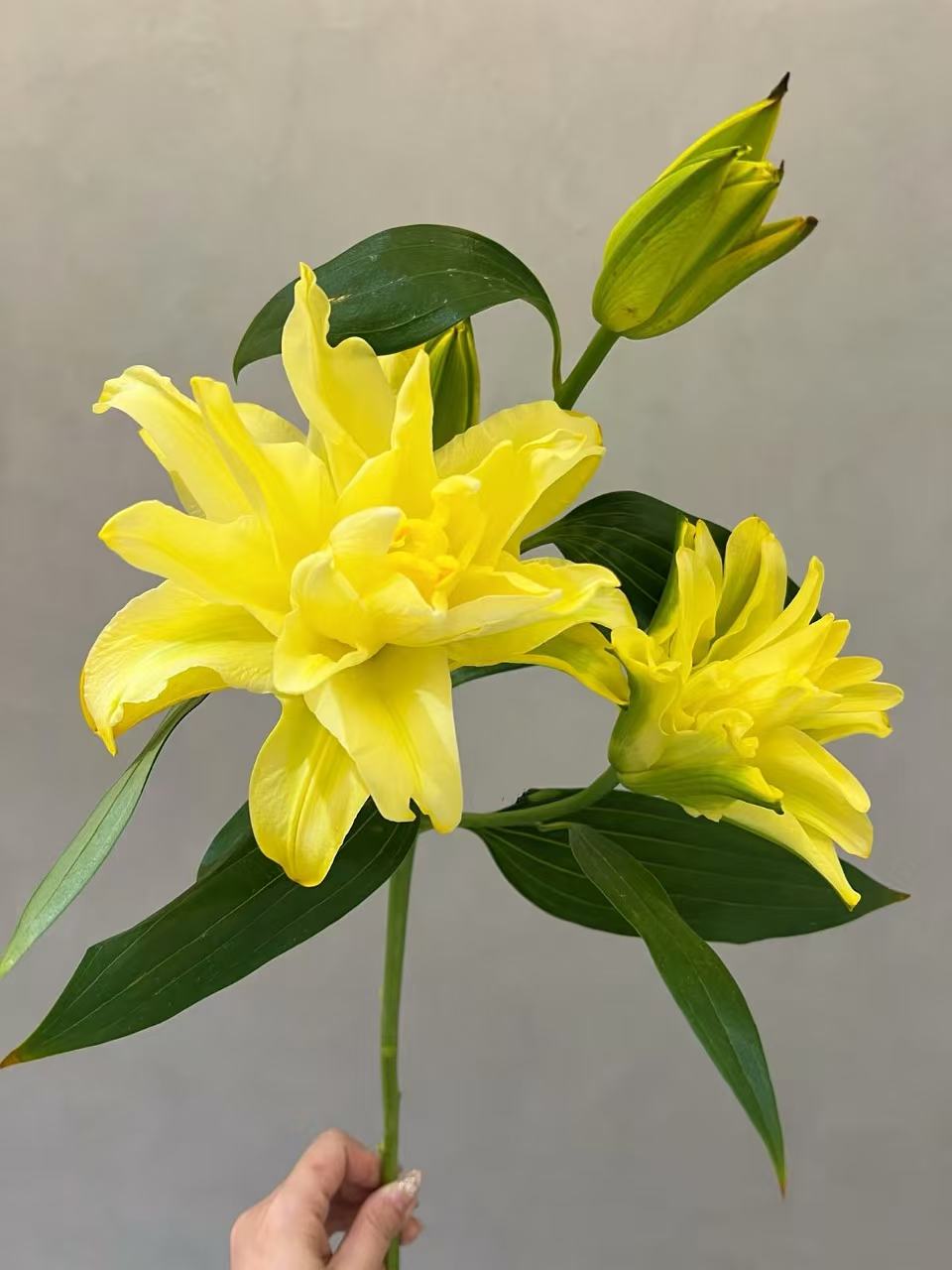 吸色百合黄色重瓣香水百合