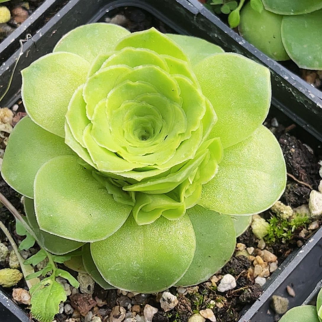 蕾丝浪仙 手捧花 非偏远包邮 多肉