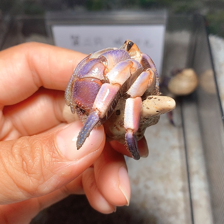 2.3口径奔跑的寄居蟹7号