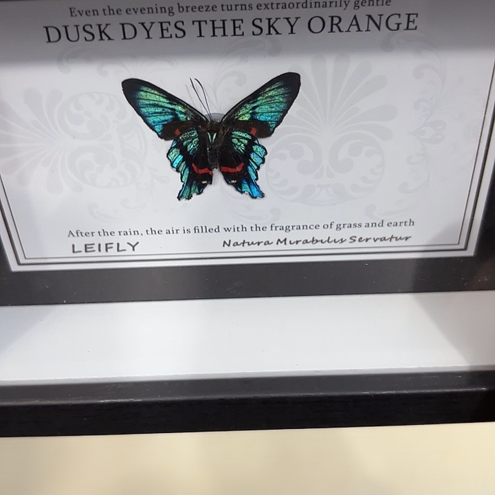 洋****蝴蝶标本定制113@