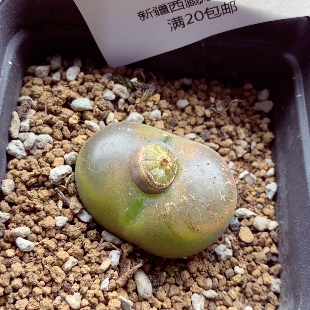 我的小姐姐们都是我的小可爱112