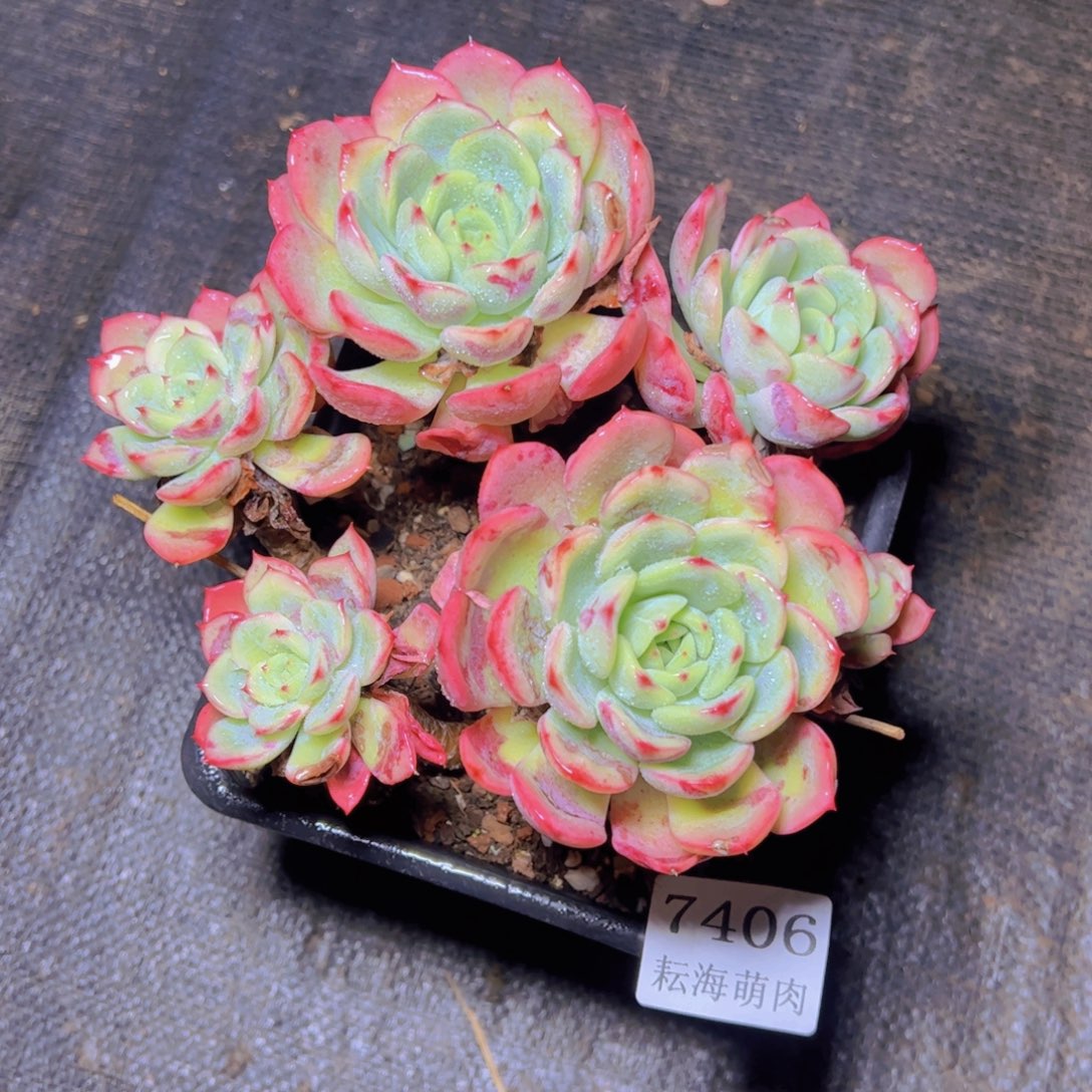 三文鱼7406多肉植物
