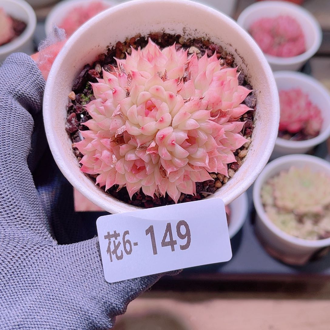 花06-149海王群生